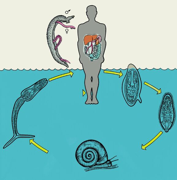 Diagram of the life cycle of Schistosoma