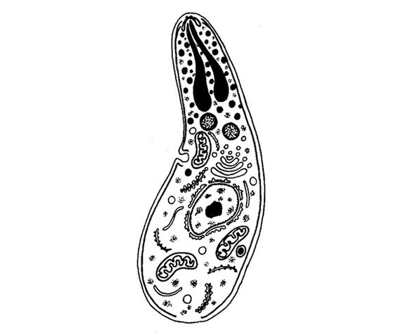 parasitic protozoa