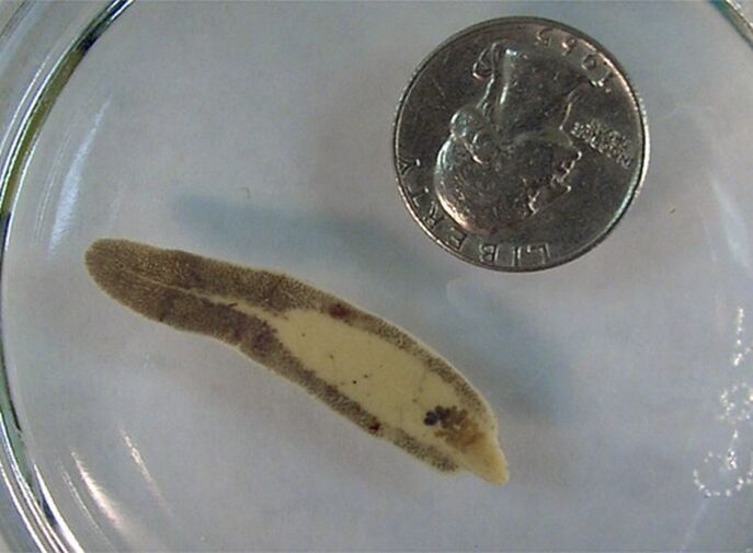 The size of a fluke compared to a coin