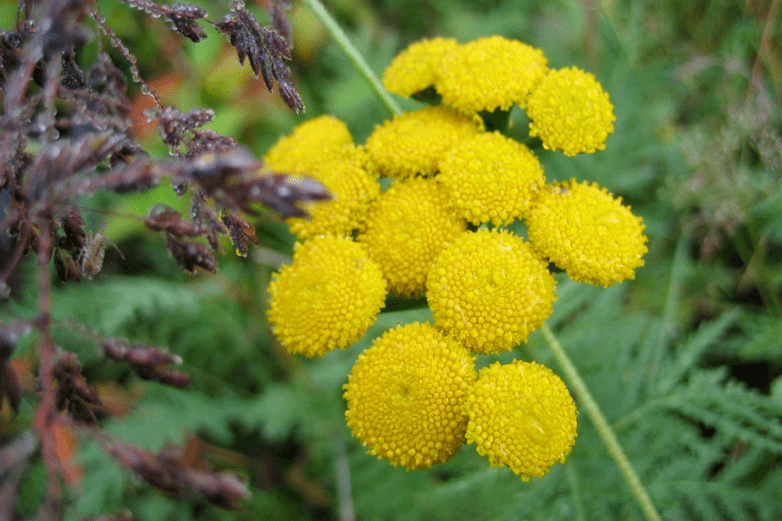 tansy to get rid of worms