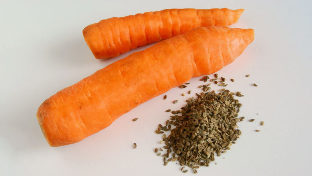 The carrot seeds in the eddy